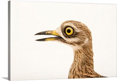 Eurasian stone curlew or Eurasian thick knee from a private collection
