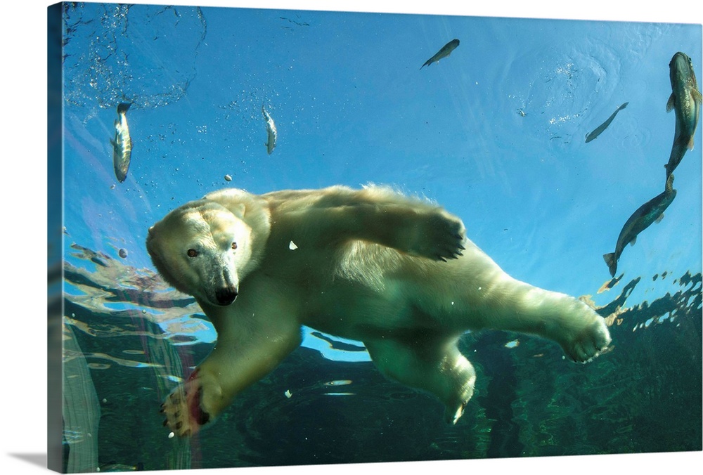 An exhibit at the Columbus Zoo and Aquarium features underwater viewing of polar bears.