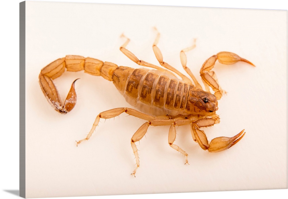 Fagerlund scorpion, Vaejovis fagerlundi, at the Pajarito Environmental Education Center.