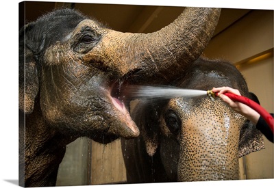 Female Asian elephants break for a drink at the Cincinnati Zoo and Botanical Garden