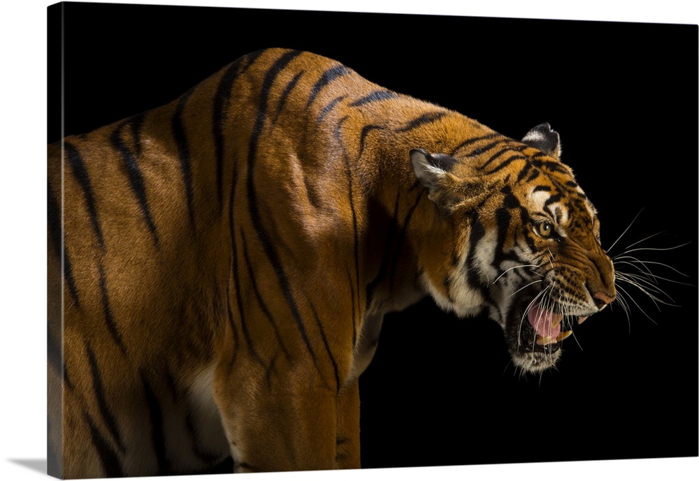 A critically endangered and federally endangered, female South China tiger (Panthera tigris amoyensis) at the Suzhou Zoo i...
