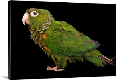 Fiery shouldered parakeet, Pyrrhura egregia, from a private collection