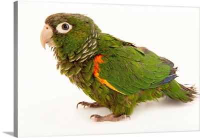 Fiery shouldered parakeet, Pyrrhura egregia, from a private collection