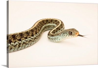 Florida Blue Garter Snake, Thamnophis Sirtalis Sirtalis, At The Exmoor Zoo