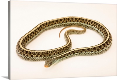 Florida Blue Garter Snake, Thamnophis Sirtalis Sirtalis, At The Exmoor Zoo
