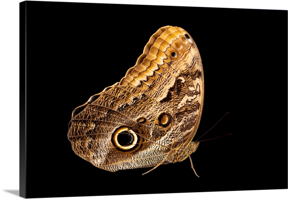 This is the forest giant owl butterfly (Caligo eurilochus) at the Pilpintuwasi Butterfly Farm and Amazon Animal Orphanage.