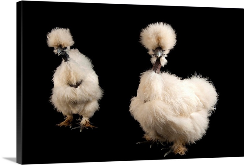 Fort Worth, Texas. Silkie showgirl chickens, Gallus gallus domesticus