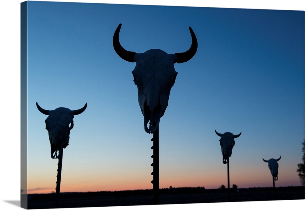 Four bison skulls on posts at dusk.