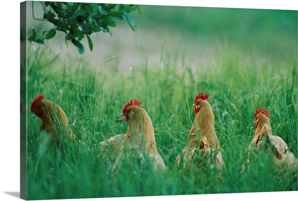 Four buff orpington hens in tall grass.