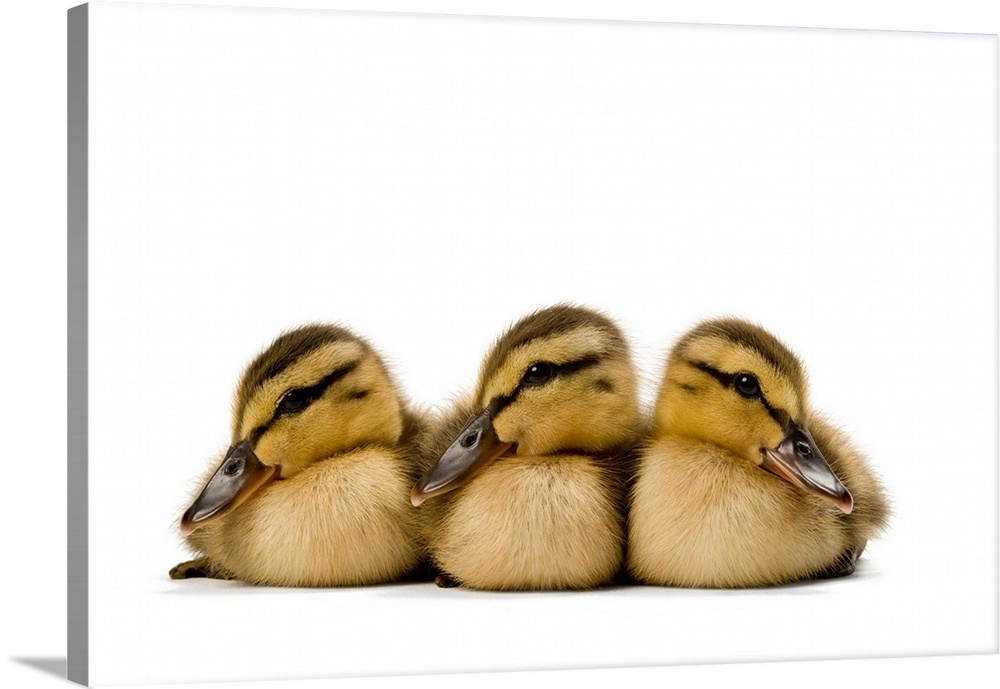 Mallard ducklings, Anas platyrhynchos.