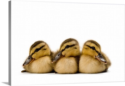 Four Mallard ducklings, Anas platyrhynchos