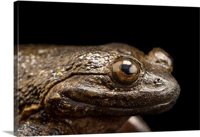 Giant Slippery Frog, Conraua Robusta, From The Wild