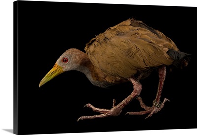 Giant wood rail, Aramides ypecaha, from a private collection
