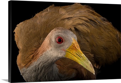 Giant wood rail, Aramides ypecaha, from a private collection