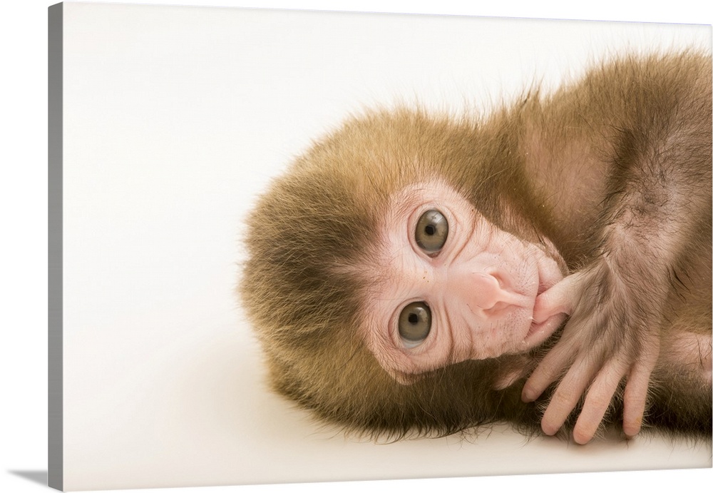 Gigi, a two-week-old Japanese macaque (Macaca fuscata) at the Blank Park Zoo in Des Moines, IA. She is being hand-raised f...