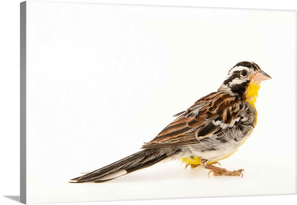 Golden breasted bunting, Emberiza flaviventris.