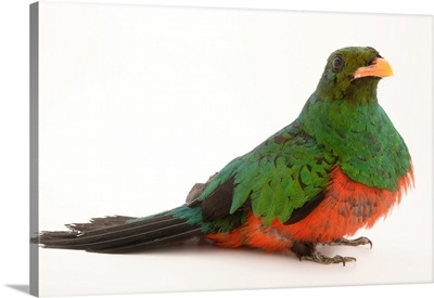 Golden headed quetzal, Pharomachrus auriceps, from a private collection