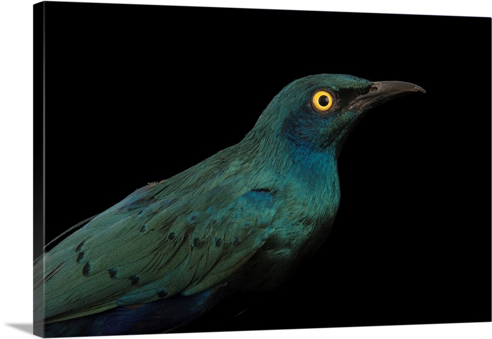 Greater blue eared starling, Lamprotornis chalybaeus.