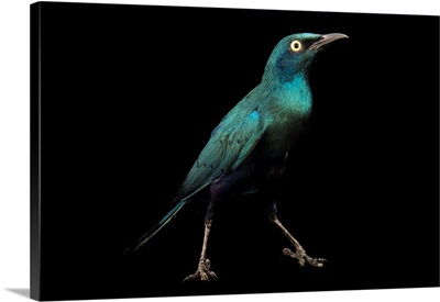 Greater blue eared starling, Lamprotornis chalybaeus, from a private collection