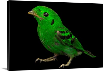 Green broadbill, Calyptomena viridis, from a private collection