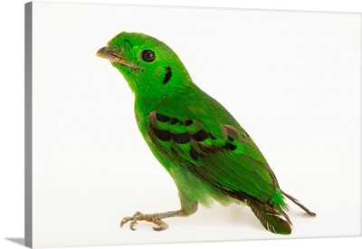 Green broadbill, Calyptomena viridis, from a private collection
