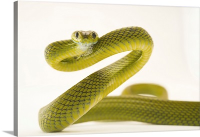 Green Cat Snake, Boiga Cyena, At The Assam State Zoo