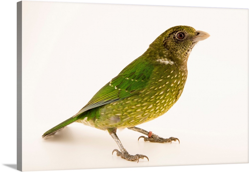 Green catbird, Ailuroedus crassirostris, at Healesville Sanctuary.