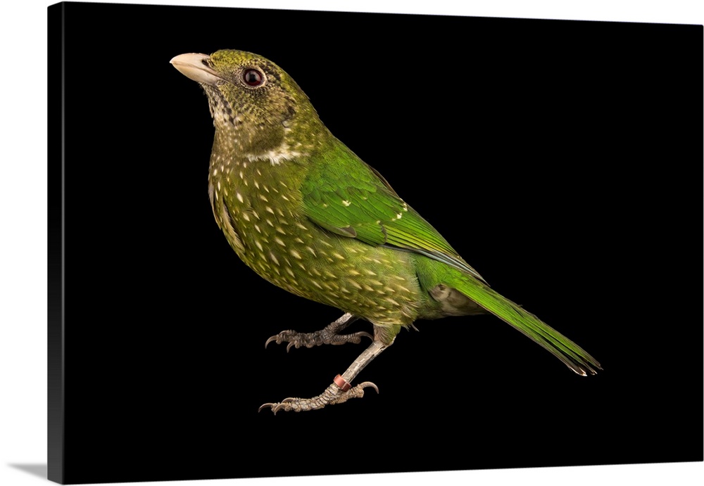 Green catbird, Ailuroedus crassirostris, at Healesville Sanctuary.