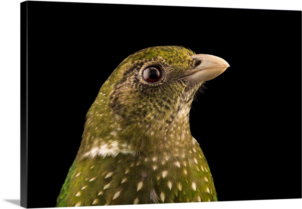 Green catbird, Ailuroedus crassirostris, at Healesville Sanctuary.