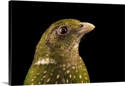 Green catbird, Ailuroedus crassirostris, at Healesville Sanctuary