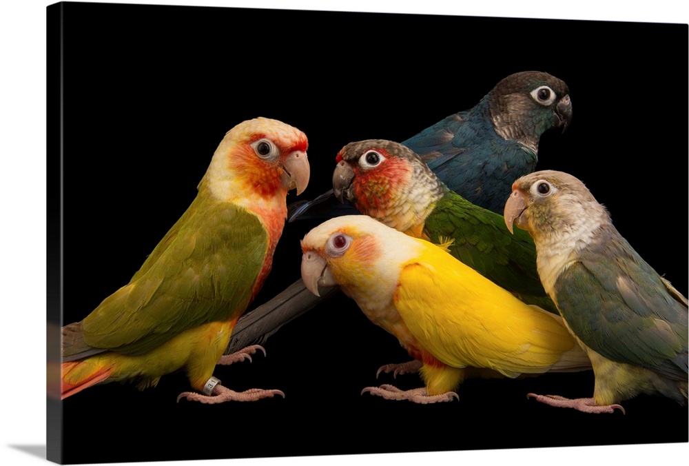 Five of a kind: Believe it or not, these five parrots are all the exact same species of green-cheeked conure, Pyrrhura mol...
