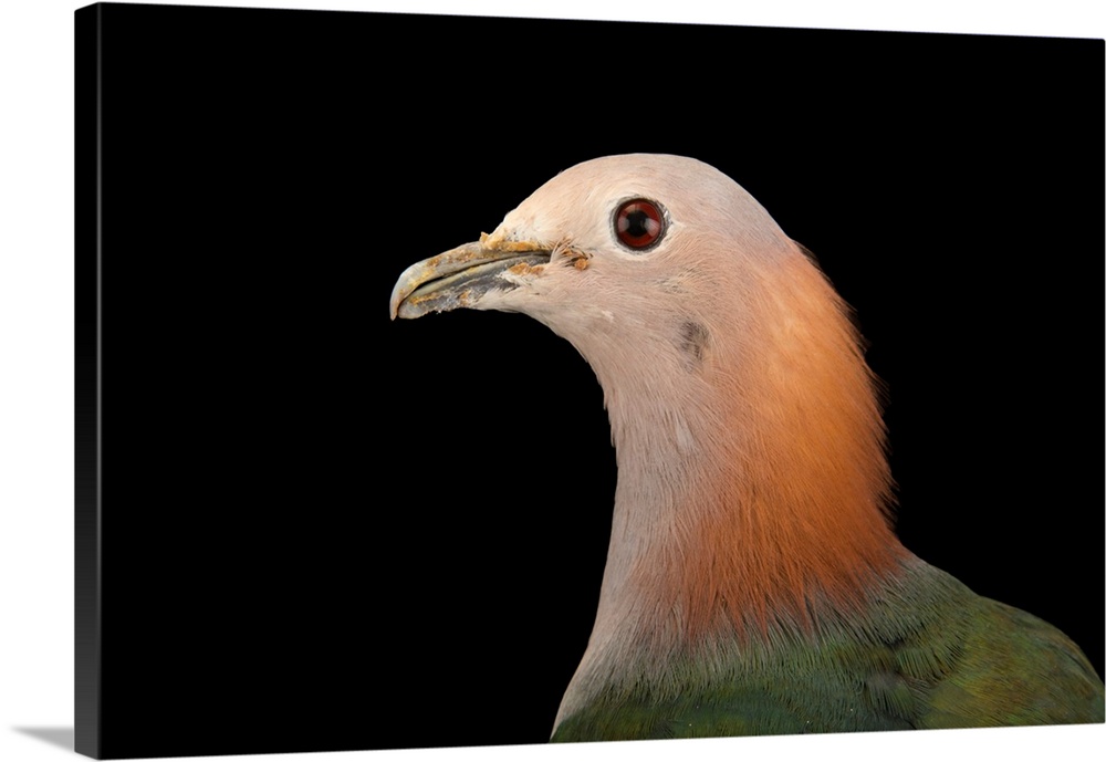 Green imperial pigeon, Ducula aenea paulina, at the Plzen Zoo.