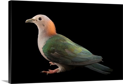Green imperial pigeon, Ducula aenea paulina, at the Plzen Zoo