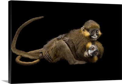 Grey-Tailed Moustached Monkeys, Gabon