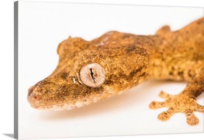 Guenther's Leaf Tail Gecko, Uroplatus Guentheri, From A Private Collection