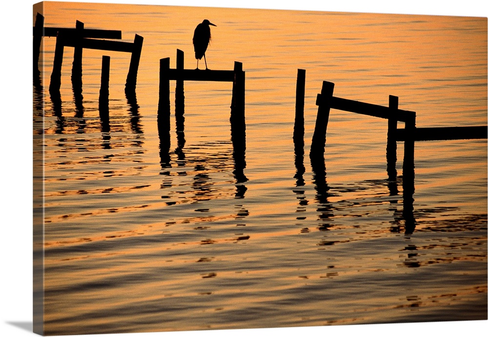 A silhouetted heron perches on the pilings of an old dock.