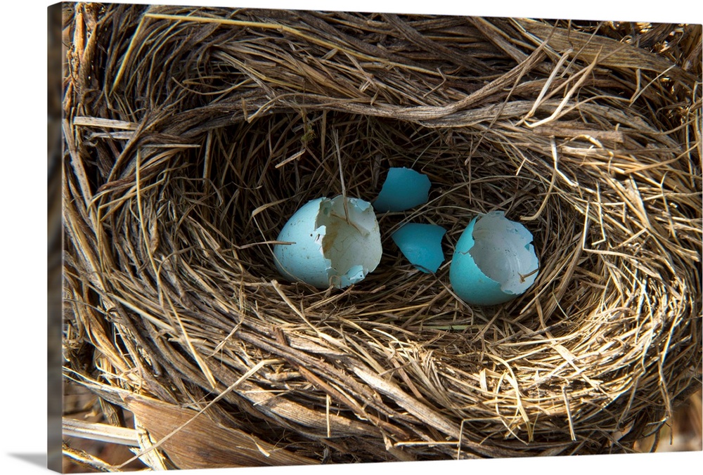 Hatched robin eggs in Lincoln, Nebraska.