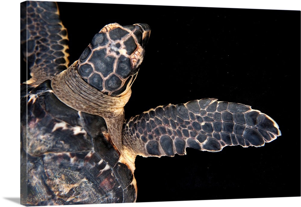 A Hawksbill turtle, Eretmochelys imbricata.
