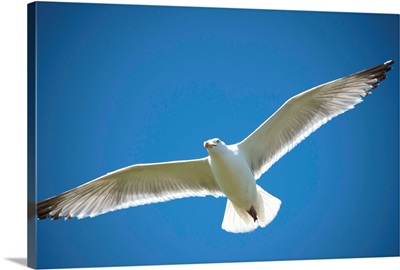 Herring gull flies over Gull Island in the Barnegat Inlet