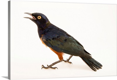 Hildebrandt's starling, Lamprotornis hildebrandti, from a private collection