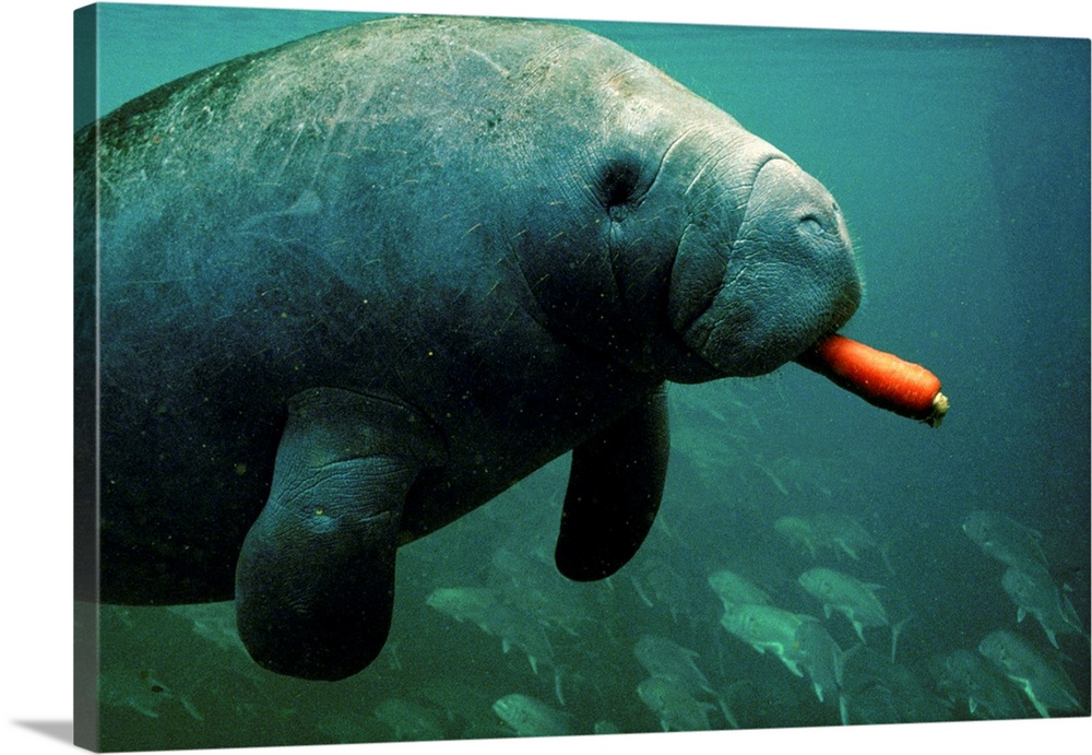 A West Indian manatee (Trichechus manatus), a captive at the park, eats a carrot fed him by an unseen ranger. In 1994 only...
