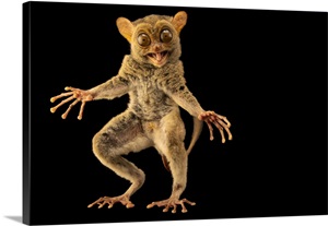 Horsfieldis Tarsier At Taman Safari image thumbnail