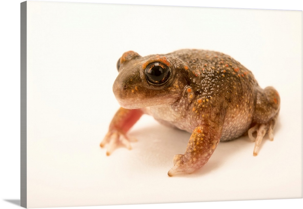 Iberian midwife toad, Alytes cisternasii, at the London Zoo.