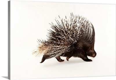 Indian crested porcupine, at the Omaha Zoo