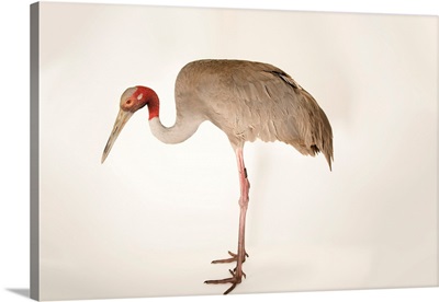 Indochinese sarus crane at Angkor Center for Conservation of Biodiversity