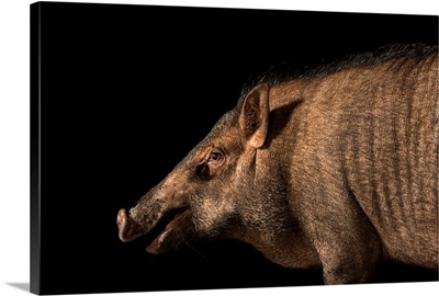 Indonesian wild boar, Sus scrofa vittatus, at Zoo Taiping