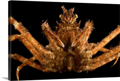 Japanese Spider Crab, Macrocheira Kaempferi, At The Aquarium Of The Pacific