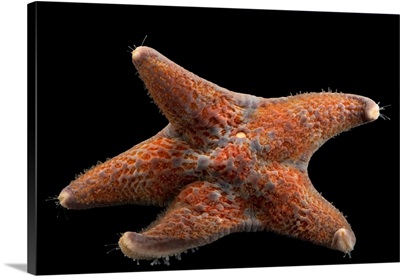 Leather Star, Dermasterias Imbricata, At Aquarium Of The Pacific