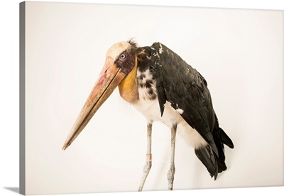Lesser adjutant stork at Angkor Center for Conservation of Biodiversity