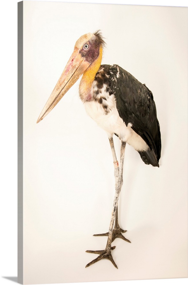 Lesser adjutant stork, Leptoptilos javanicus, at Angkor Center for Conservation of Biodiversity.